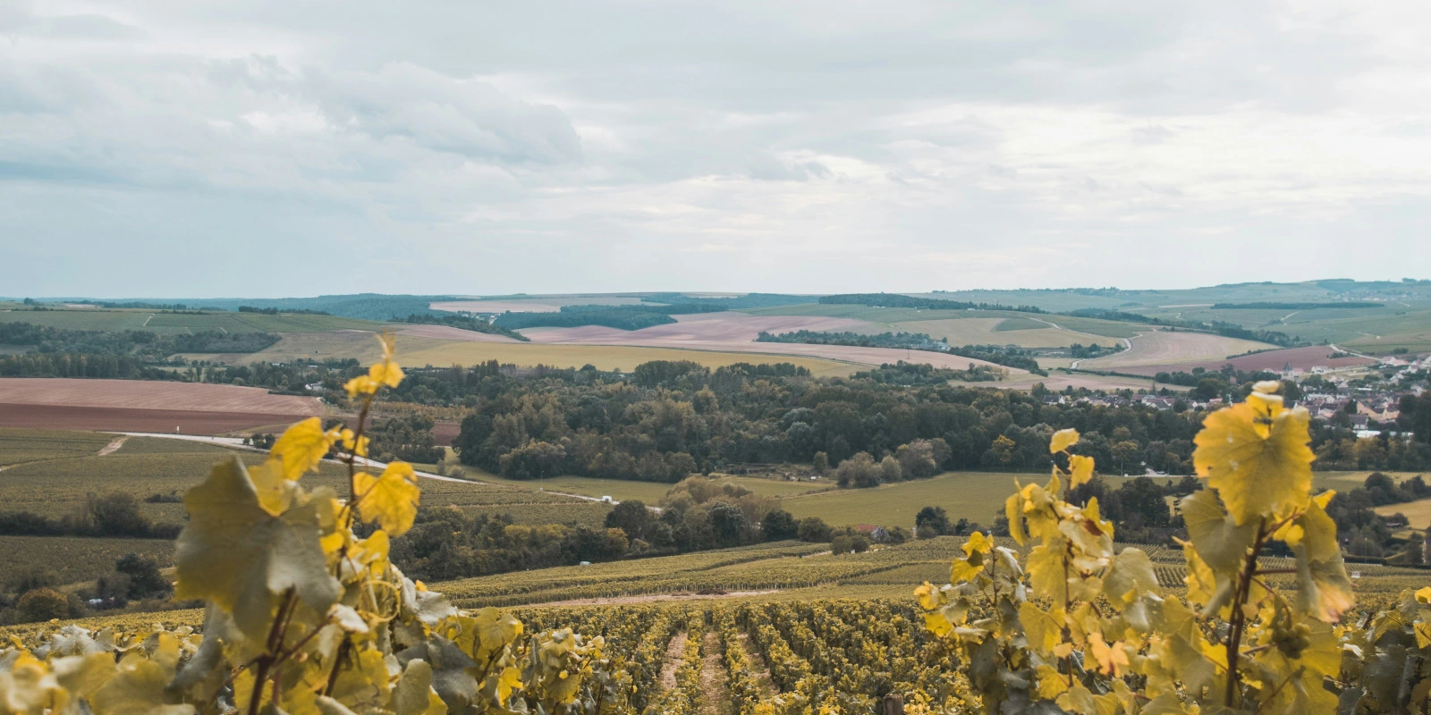 Le BTSA Anabiotec à Lyon : Études et Perspectives